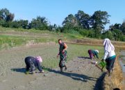 Babinsa Koramil 09/Tiga Balata Dampingi Petani Tanam Padi, Wujud Nyata Dukung Ketahanan Pangan