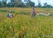 Babinsa Koramil 14/Raya Turun ke Sawah, Dukung Panen Padi Warga Demi Swasembada Pangan