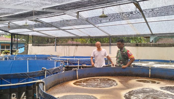 Babinsa Serbelawan Ajak Warga Dolok Maraja Kembangkan Budidaya Ikan Nila Bioflok