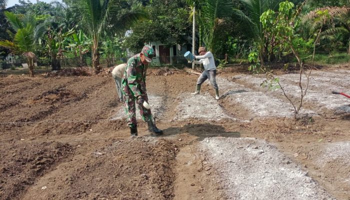 Peduli Ketahanan Pangan, Babinsa Bantu Kelompok Tani Perbaiki PH Tanah