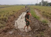 Babinsa Koramil 06/Perdagangan Dampingi Petani Perkuat Ketahanan Pangan di Nagori Talun Madear