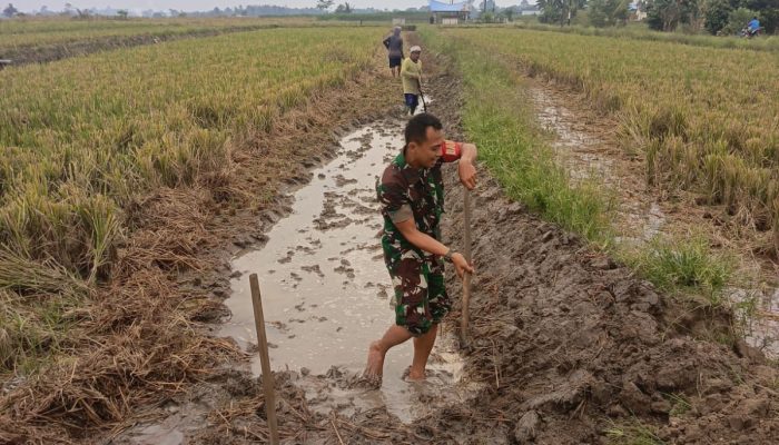 Babinsa Koramil 06/Perdagangan Dampingi Petani Perkuat Ketahanan Pangan di Nagori Talun Madear