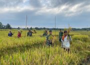 Babinsa Koramil 03/Siantar Selatan Dampingi Panen Padi Poktan Dos Roha