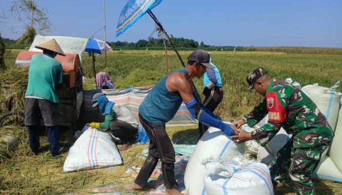 Babinsa Koramil 06/Perdagangan Dampingi Petani Panen Padi di Nagori Purwosari