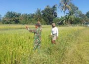 Babinsa Tiga Balata Dampingi Petani Pasang Jaring, Lindungi Padi dari Hama Burung