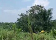 Diduga Sewenang-wenang, Kades Langkinat Disebut Serobot Lahan Warga dan Tanami Sawit dengan Dalih Perintah Satgas