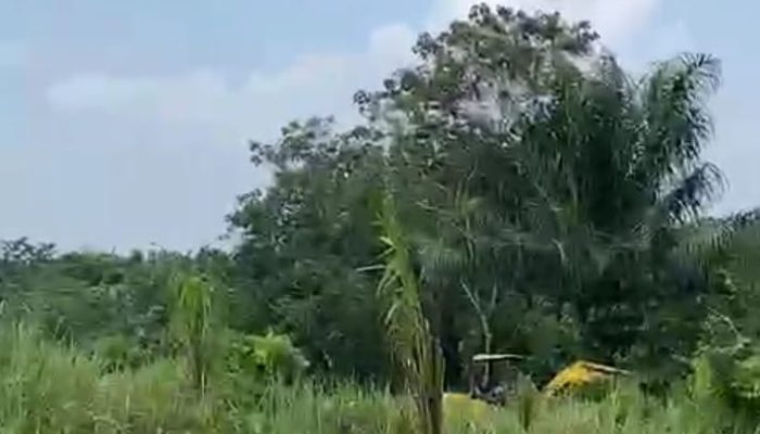 Diduga Sewenang-wenang, Kades Langkinat Disebut Serobot Lahan Warga dan Tanami Sawit dengan Dalih Perintah Satgas