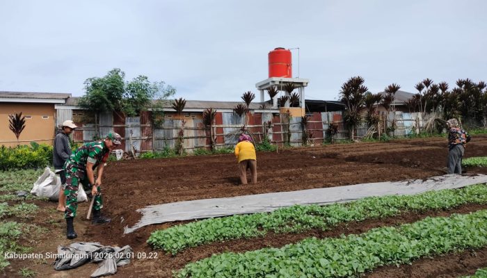 Babinsa Koramil Saribudolok Turun Langsung Dampingi Petani Kelola Lahan Pertanian