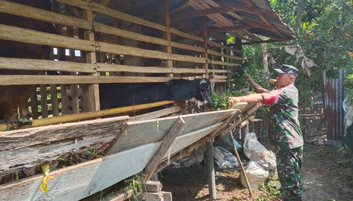 Babinsa Tanah Jawa Ajak Warga Jaga Kebersihan Kandang Demi Kesehatan Ternak