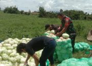 Komsos Humanis, Babinsa Saribudolok Bantu Panen Sayur Kol
