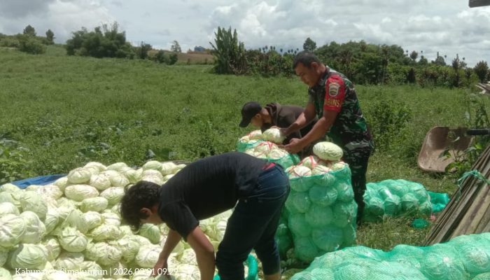 Komsos Humanis, Babinsa Saribudolok Bantu Panen Sayur Kol