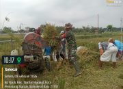 Babinsa Koramil 03/Siantar Selatan Turut Panen Padi Bersama Poktan GABEMA, Wujud Nyata Kedekatan TNI dengan Petani