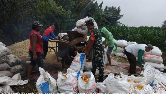 Babinsa Koramil 10/Tanah Jawa Dampingi Petani, Bantu Penggilingan Jagung Pascapanen di Nagori Bahjambi II