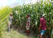 Babinsa Bosar Maligas Dampingi Petani Jagung, Dorong Panen Maksimal dan Dukung Ketahanan Pangan