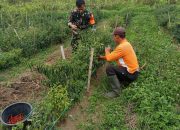 Babinsa Tak Sekadar Jaga Wilayah, Turut Bantu Petani Panen Cabai