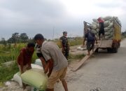 Perkuat Ketahanan Pangan, Babinsa Dampingi Penimbangan Panen Padi di Siantar Marihat