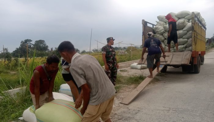 Perkuat Ketahanan Pangan, Babinsa Dampingi Penimbangan Panen Padi di Siantar Marihat