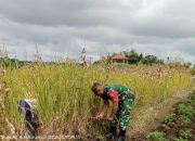Babinsa Koramil 12/Saribu Dolok Turun ke Sawah, Bantu Petani Bersihkan Tanaman Liar