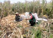 Babinsa Koramil 10/Tanah Jawa Turun ke Ladang, Bantu Petani Panen Jagung di Bosar Bayu