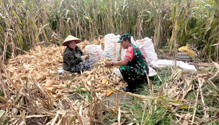 Babinsa Koramil 10/Tanah Jawa Turun ke Ladang, Bantu Petani Panen Jagung di Bosar Bayu