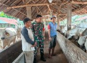 Cegah Penyakit Ternak, Babinsa Koramil Siantar Barat Perkuat Komsos dengan Warga
