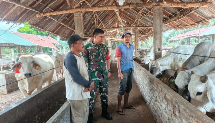 Cegah Penyakit Ternak, Babinsa Koramil Siantar Barat Perkuat Komsos dengan Warga