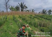 Babinsa Koramil 18/Dolok Silau Turun ke Kebun, Bantu Warga Panen Cabai