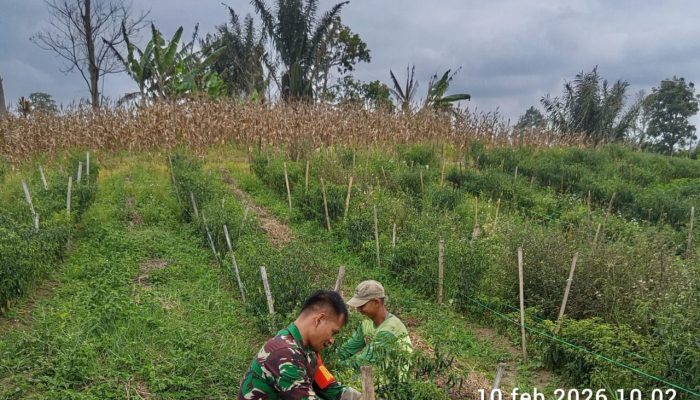 Babinsa Koramil 18/Dolok Silau Turun ke Kebun, Bantu Warga Panen Cabai