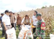 PANEN PERDANA JAGUNG BUMNag “SAYURMATUA” TANJUNG SARIBU BERLANGSUNG SUKSES, BABINSA TURUT DAMPINGI PETANI