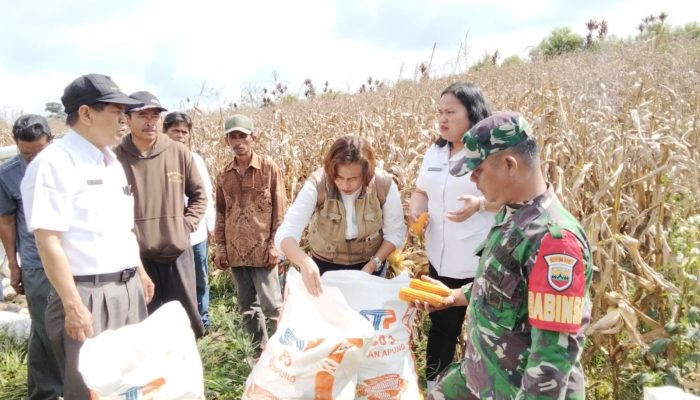 PANEN PERDANA JAGUNG BUMNag “SAYURMATUA” TANJUNG SARIBU BERLANGSUNG SUKSES, BABINSA TURUT DAMPINGI PETANI