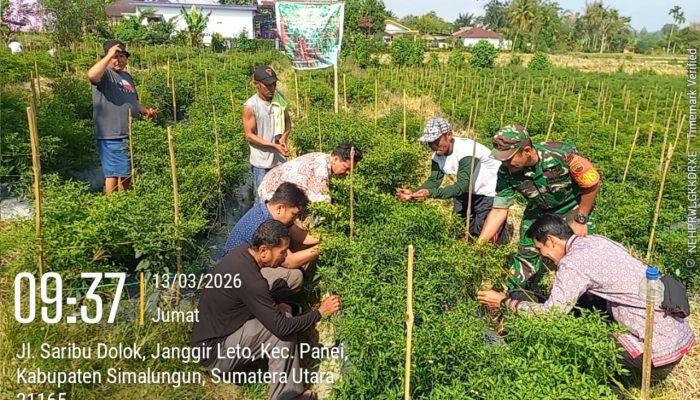 Babinsa Pane Tongah Hadiri Panen Perdana Cabai Merah BUMNag Pados Tahi, Semangat Baru bagi Petani Nagori Janggir Leto