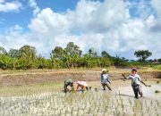 Babinsa Koramil 09/Tiga Balata Turun ke Sawah, Semangati Petani Dukung Ketahanan Pangan