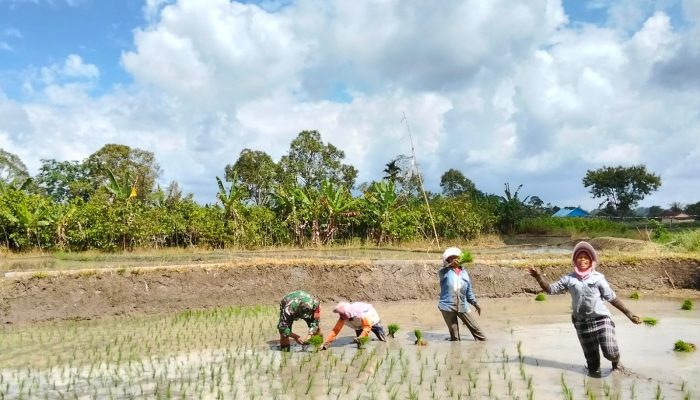 Babinsa Koramil 09/Tiga Balata Turun ke Sawah, Semangati Petani Dukung Ketahanan Pangan