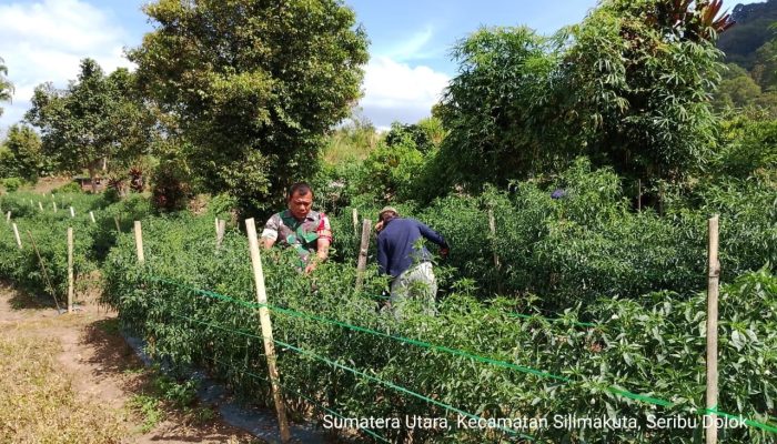 Hangatnya Kebersamaan di Ladang, Babinsa Saribudolok Turun Tangan Bantu Petani Panen Cabai