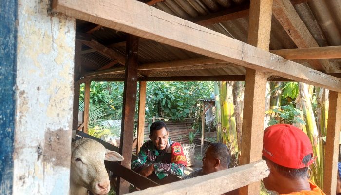 Dari Komsos ke Peluang Usaha, Babinsa Serbelawan Ajak Warga Kembangkan Peternakan Kambing