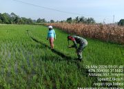 Babinsa Koramil 09/Tiga Balata Turun ke Sawah, Bantu Petani Optimalkan Hasil Panen