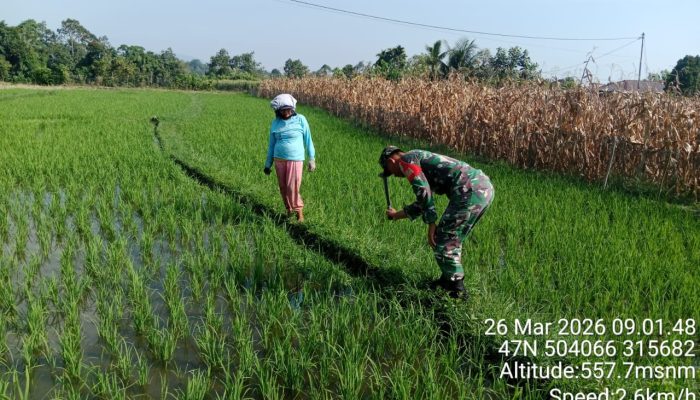 Babinsa Koramil 09/Tiga Balata Turun ke Sawah, Bantu Petani Optimalkan Hasil Panen
