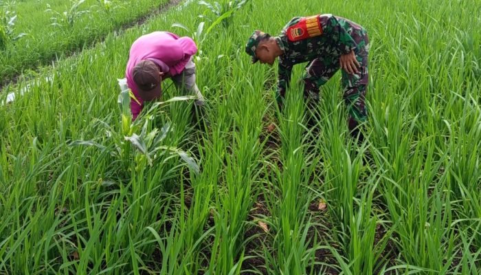 Panen Harapan, Babinsa Dampingi Petani Rawat Padi dari Gulma Pengganggu