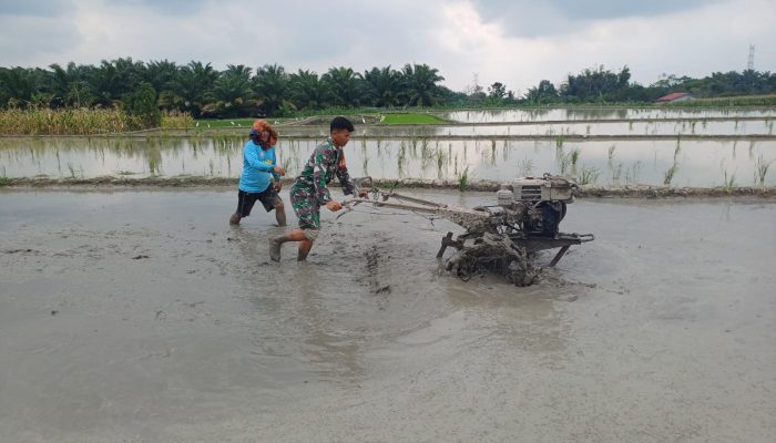 Tak Sekadar Bertugas, Babinsa Ini Ikut Menanam Harapan Bersama Petani