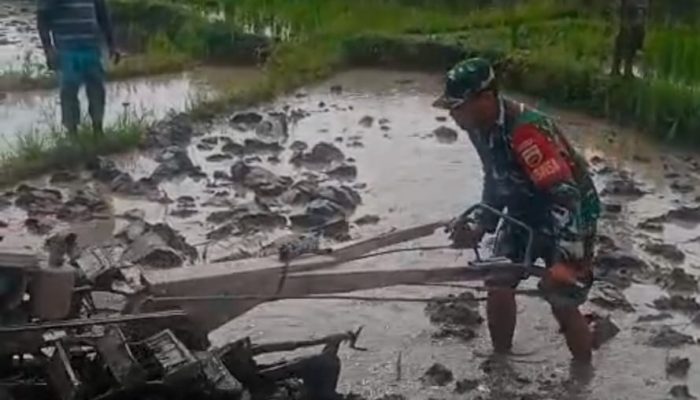 Babinsa Tiga Balata Turun ke Sawah, Wujud Nyata Dukungan TNI untuk Ketahanan Pangan