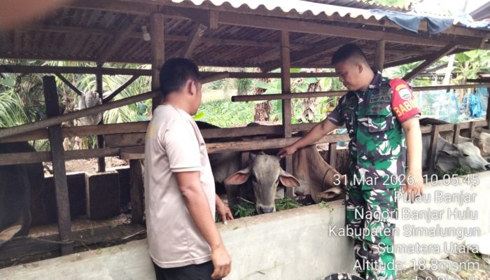 Babinsa Koramil 07/Bosar Maligas Aktif Komsos, Dorong Peternak Lembu di Nagori Banjar Hulu Tetap Produktif