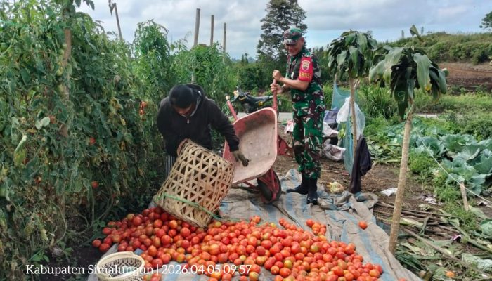 Babinsa Turun ke Ladang, Panen Tomat Bersama Warga di Saribu Dolok