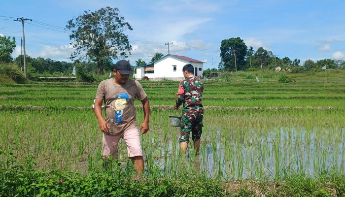Setia di Sawah Hingga Panen, Babinsa Tiga Balata Dampingi Petani Demi Ketahanan Pangan