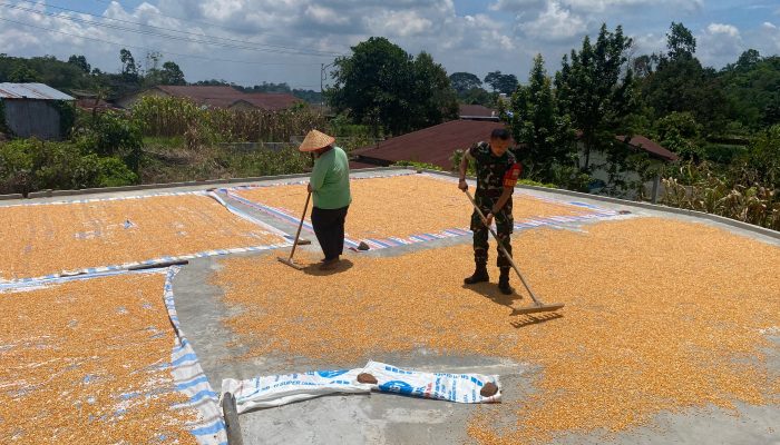 Hangatnya Kebersamaan di Bawah Terik Matahari, Babinsa Siantar Selatan Bantu Warga Jemur Jagung