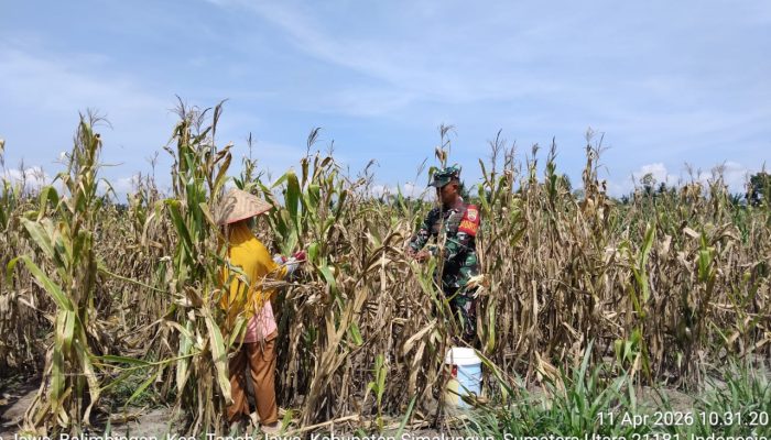 Sentuhan Babinsa di Ladang Jagung, Wujud Kepedulian Nyata untuk Petani di Tanah Jawa