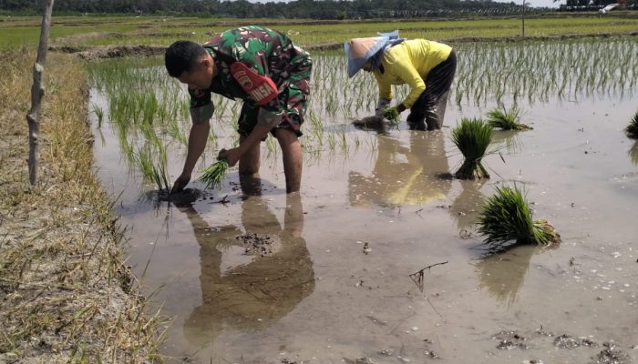 Babinsa dan Petani Bersatu di Sawah, Tanam Padi Demi Ketahanan Pangan di Dolok Marlawan
