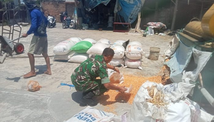 Babinsa Siantar Selatan Bantu Warga Giling Jagung di Mekar Nauli