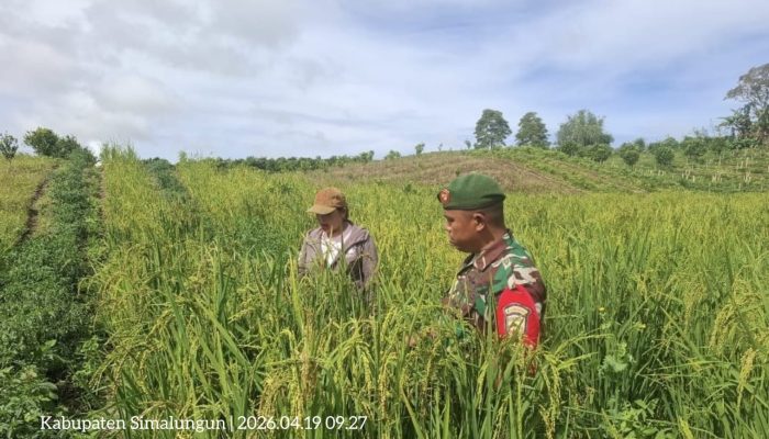 Menjaga Ketahanan Pangan dari Sawah, Babinsa Aktif Jalin Komunikasi dengan Petani
