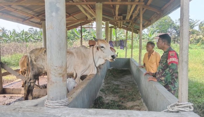 Babinsa Bosar Maligas Dekatkan Diri dengan Peternak, Dorong Kesejahteraan Warga Lewat Komsos Humanis