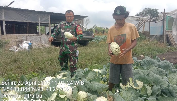 Babinsa Koramil 13/Purba Turun ke Ladang, Bantu Petani Panen Kol dan Perkuat Kebersamaan